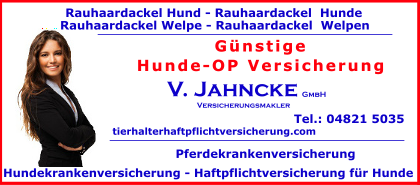 Rauhaardackel
